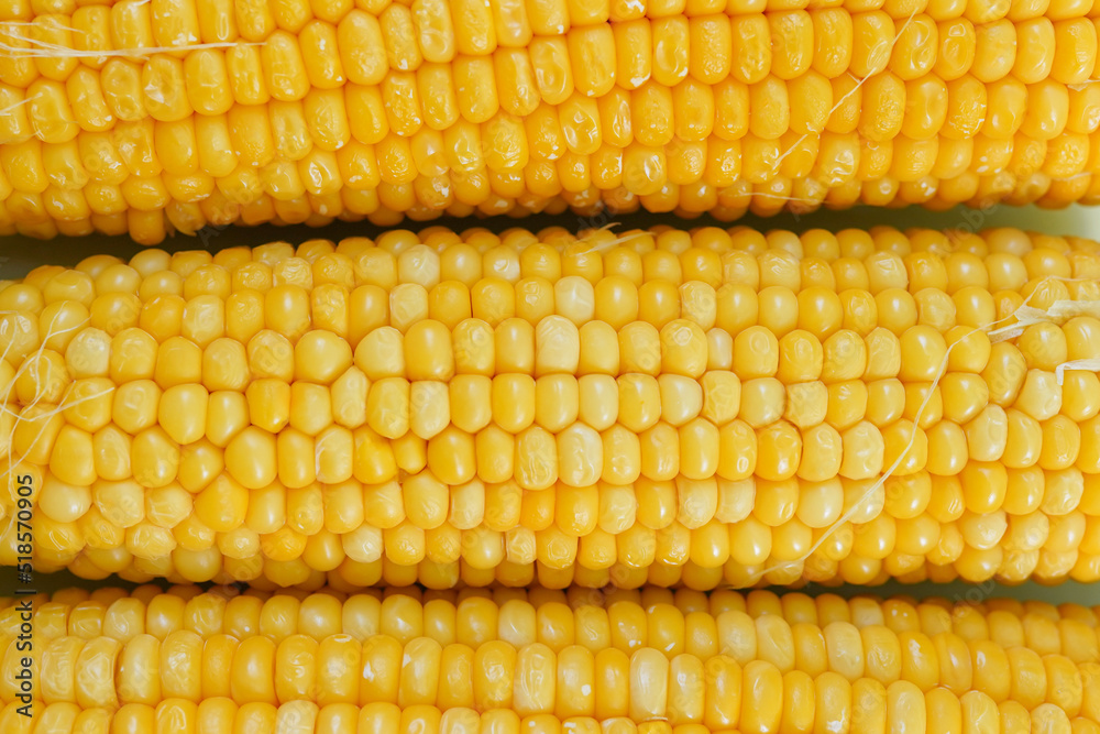 Grains of ripe corn close up, farm harvest, corn background Grains of ripe corn close up, farm harvest, corn background