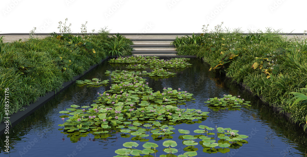 Pond with lotuses and plants on a white background