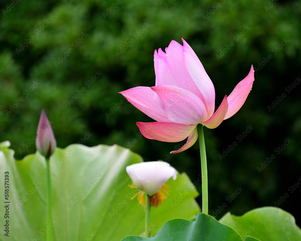 Obraz premium ハスの花