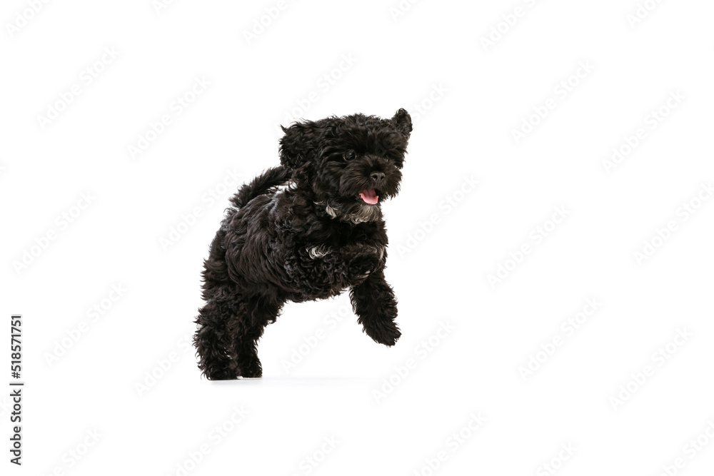 Studio shot of cute puppy of Maltipoo dog playing, running, jumping isolated over white background. Concept of animal, care, vet, active lifestyle