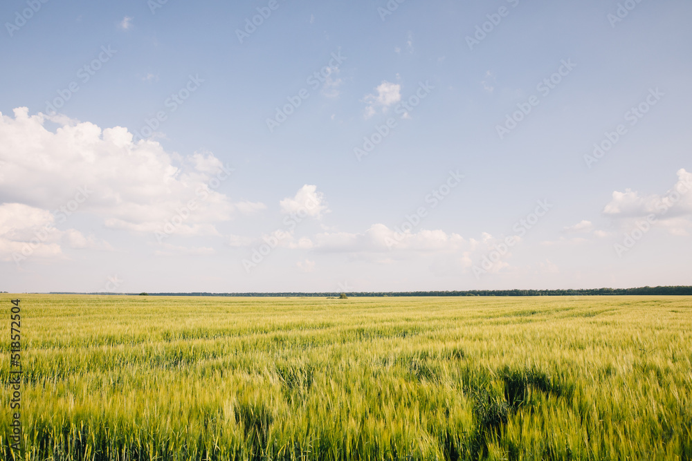Fototapeta premium Landscape of a field of young fresh wheat in Ukraine