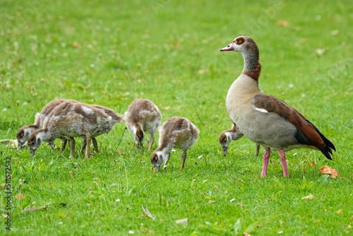 Egyptian Geese - Netherlands photo