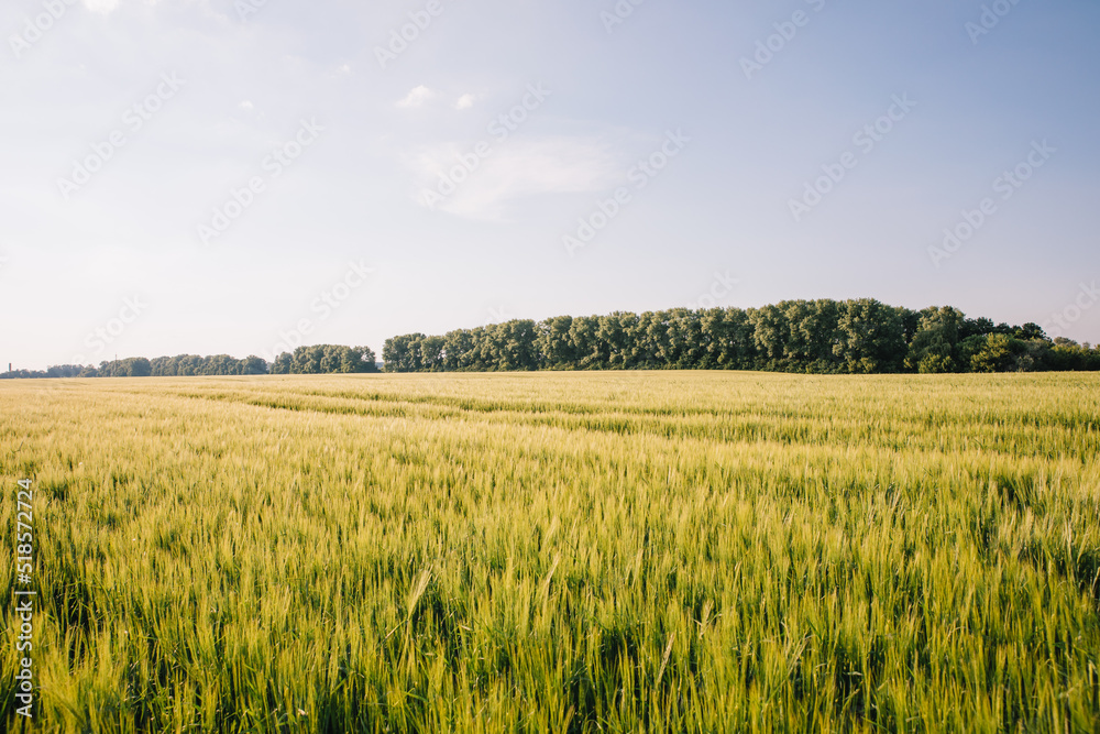 Landscape of a field of young fresh wheat in Ukraine Landscape of a field of young fresh wheat in Ukraine