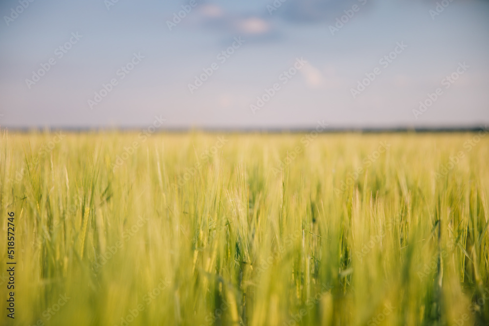 Landscape of a field of young fresh wheat in Ukraine