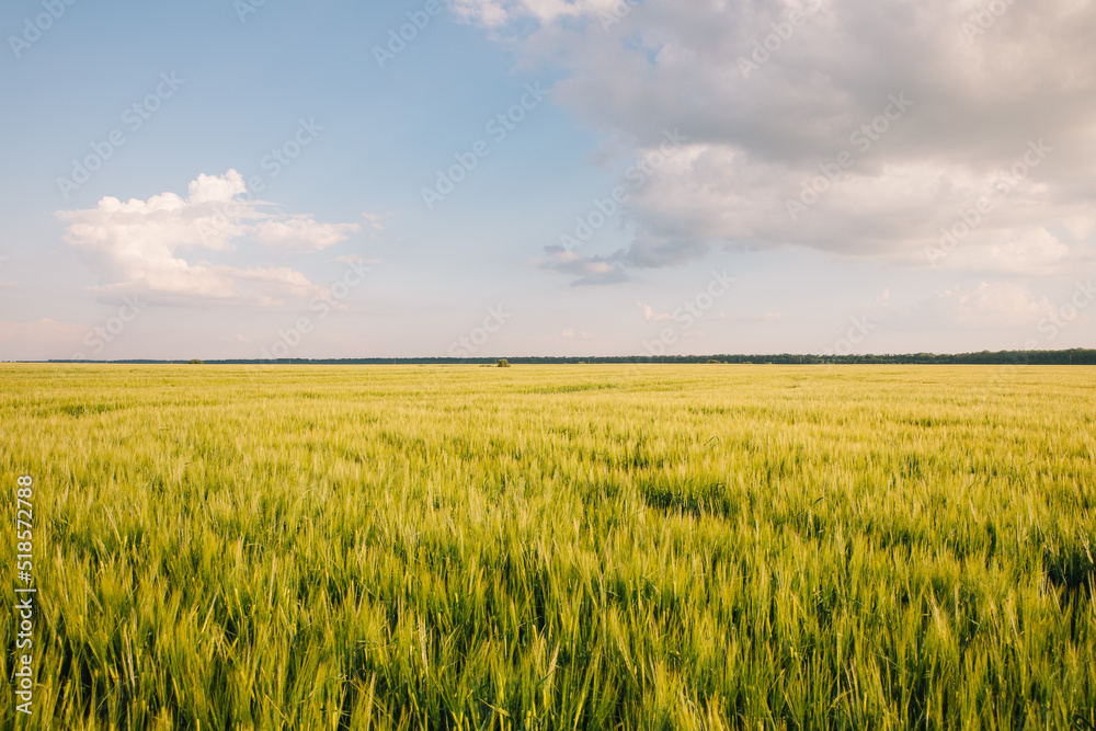 Landscape of a field of young fresh wheat in Ukraine Landscape of a field of young fresh wheat in Ukraine
