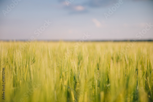 Landscape of a field of young fresh wheat in Ukraine
