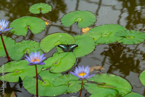 Tableau sur toile butterfly on waterlilies
