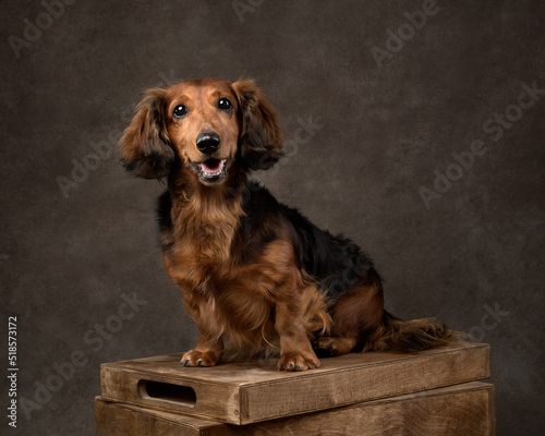 Portrait of longhaired dachshund, studio shot photo