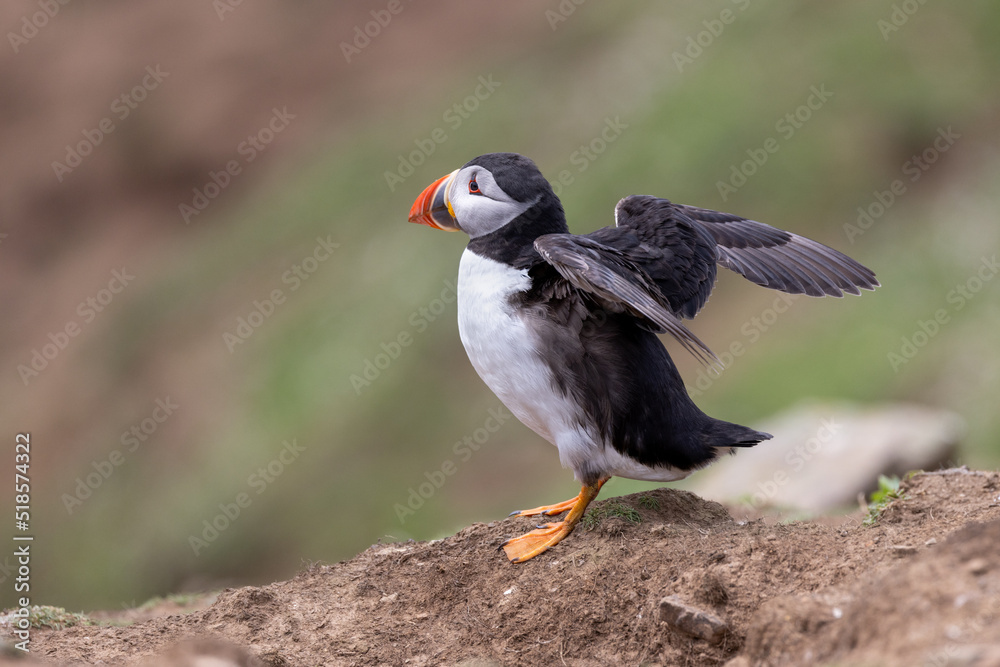 Obraz premium An iconic wild seabird, the Atlantic Puffin (Fratercula arctica)