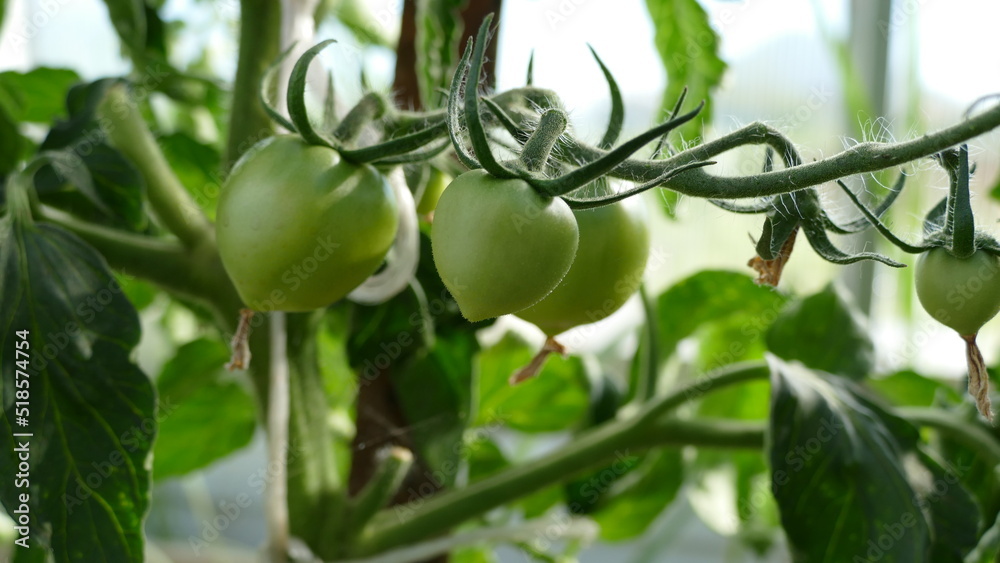 green fruits of tomatoes on a branch in a greenhouse.