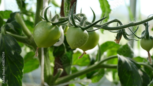 green fruits of tomatoes on a branch in a greenhouse.