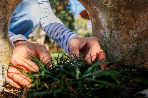 hands reaching into agarden  pot photo