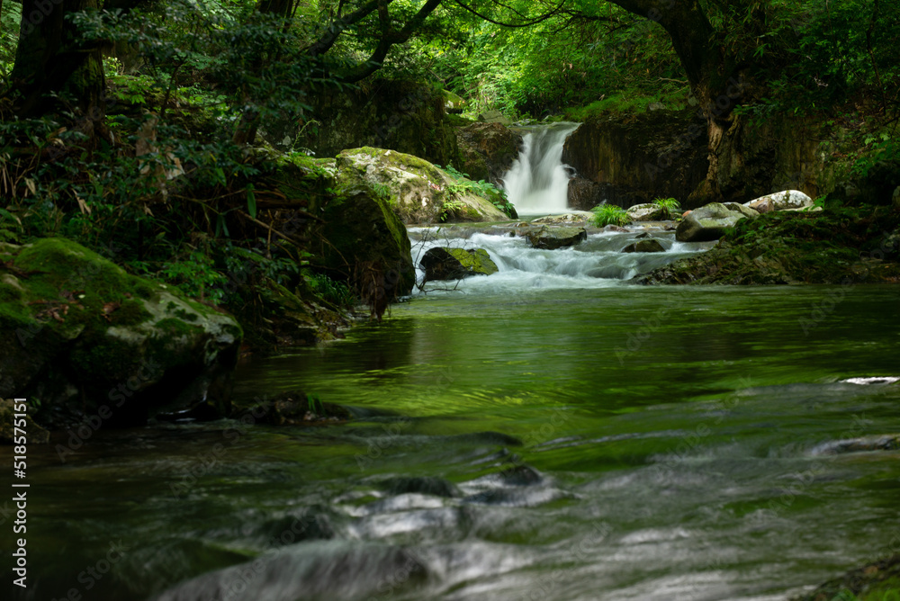 Fototapeta premium 新緑の渓流