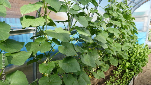 greenhouse for growing fresh cucumbers