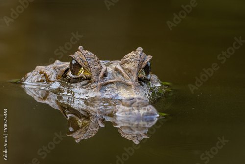 Spectacled caiman with surfaced head, with the ridge between the eyes visible and showing superb details in the eyes