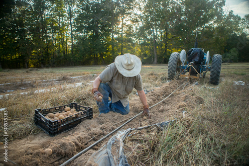 A farmer digging potatoes. 
