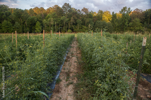 A field of tomatoes in summer. 