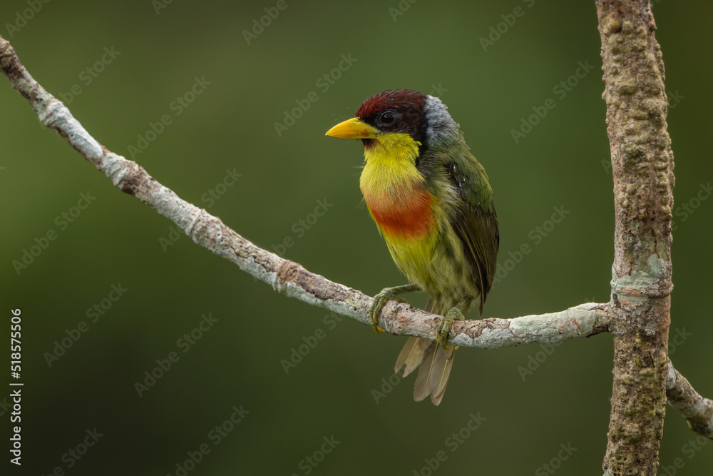 Lemon-throated Barbet perched on a branch in the Amazonian rainforest Lemon-throated Barbet perched on a branch in the Amazonian rainforest