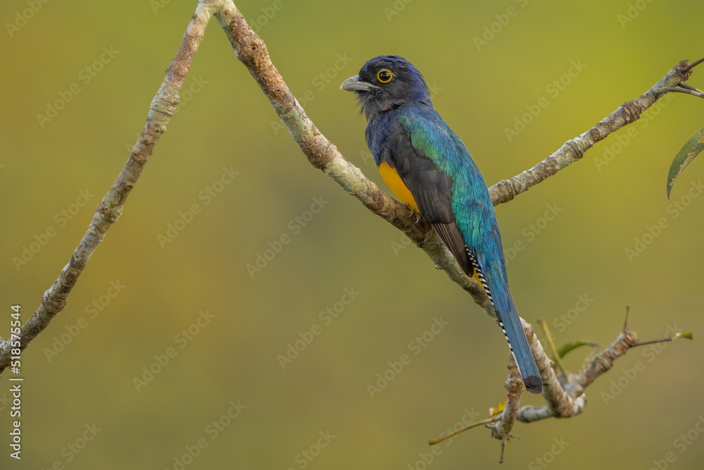 Amazonian Trogon perched on a branch in the rainforest