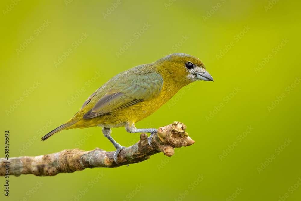 Golden-bellied Euphonia perched on a branch in the rainforest Golden-bellied Euphonia perched on a branch in the rainforest