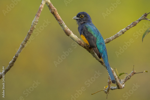 Amazonian Trogon perched on a branch in the rainforest © Wim