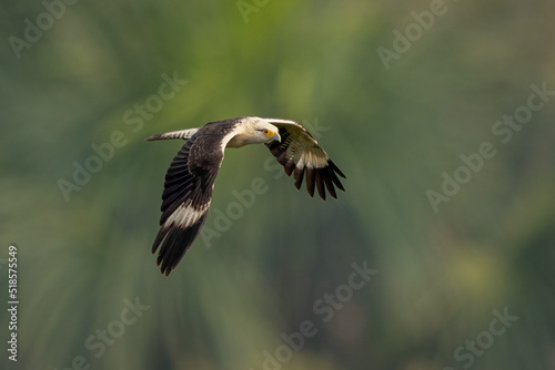Yellow-headed caracara in flight against a green background © Wim