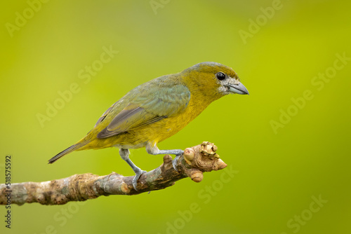 Golden-bellied Euphonia perched on a branch in the rainforest © Wim