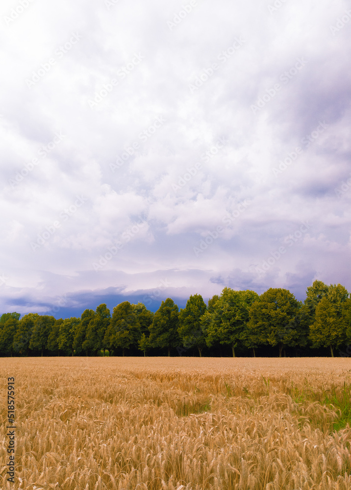 Fototapeta premium Stylish bio wallpaper. Rye field. Gold Nature aesthetic background.