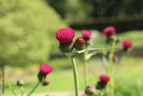 Close up of a thistle set against a blurred background
