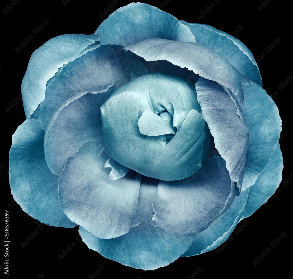 Fototapeta premium Turquoise peony flower on black isolated background with clipping path. Closeup. For design. Nature.