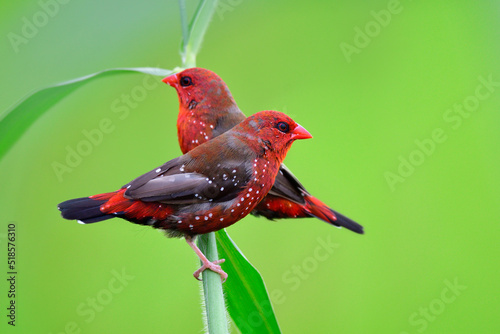 bright red birds with white dots gathering on grass twig over light green background in paddy field, red avadavat or strawberry finch photo