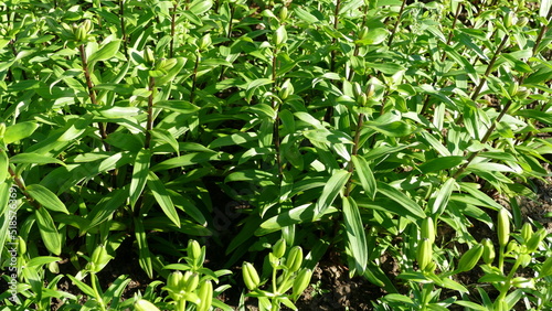unopened flower buds of the lily plant