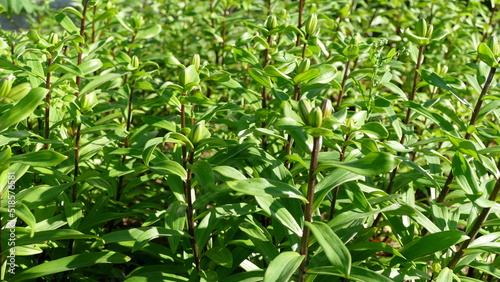 unopened flower buds of the lily plant