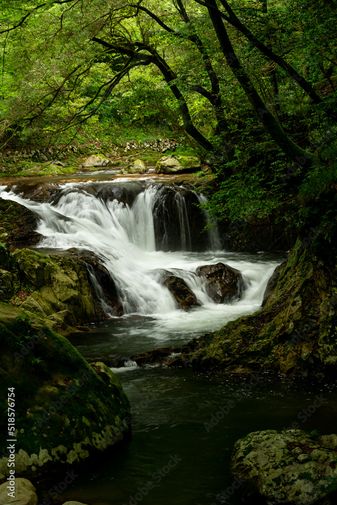 Fototapeta premium 新緑の渓流