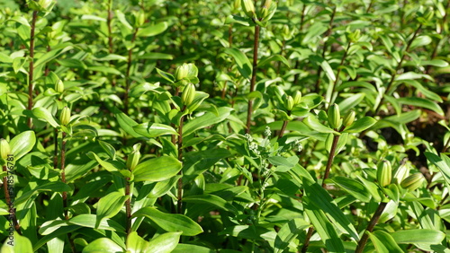 unopened flower buds of the lily plant