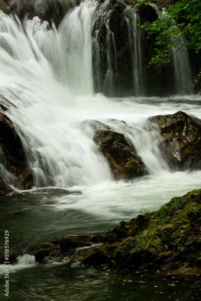 Fototapeta premium 新緑の渓流