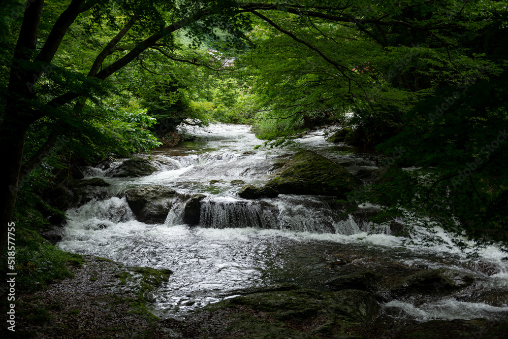 Obraz premium 新緑の渓流