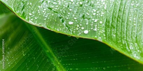 Close-up of raindrops on banana leaf background in rainy season. Macro, plant, nature, organic.Abstract green leaf