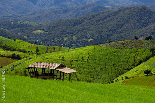 rice field in the mountains