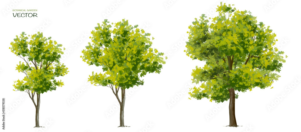 Vector watercolor of tree side view isolated on white background for landscape  and architecture drawing, elements for environment and garden, painting botanical for section 