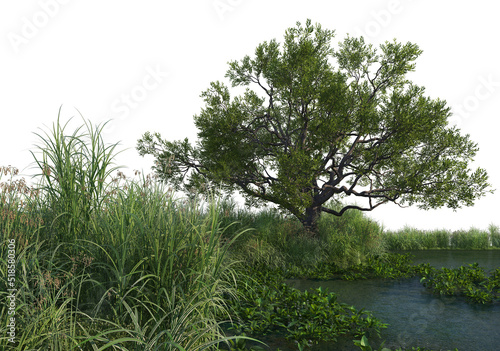 Swamps and waterfront plants on a white background.