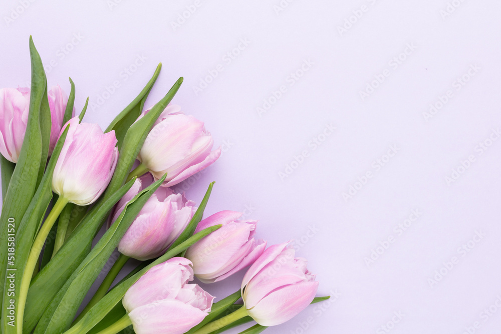 Lilac tulip flower on purple background.