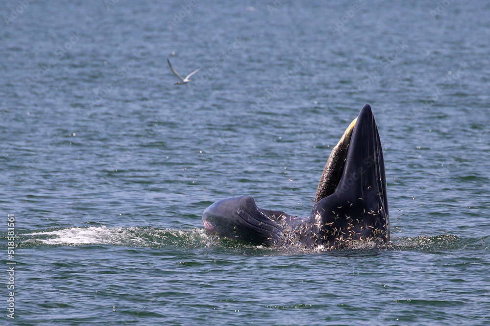 Fototapeta premium Bryde’s whale forage small fish in the gulf of Thailand