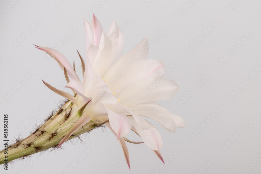 Fototapeta premium Macro close up of light pink flowers of cactus. Cactus in Bloom. Blooming cactus flower.