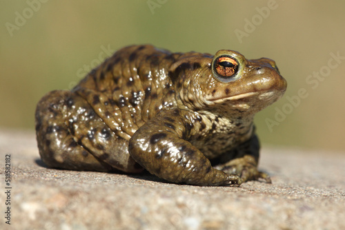 A portrait of a Common Toad during the migration in spring  © RMMPPhotography