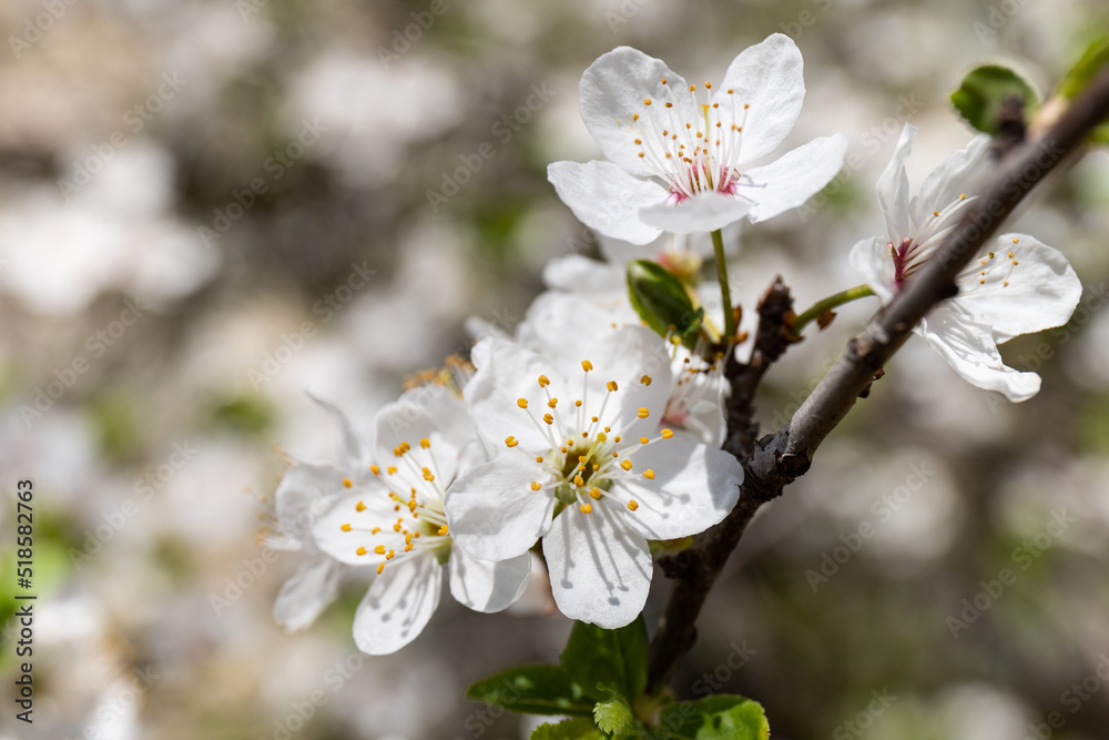 Beautiful branches of blossoming plums. Beautiful abstract spring background.