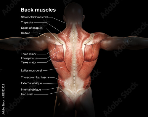 Back muscles. Superficical muscles. Labeled 3D illustration. photo