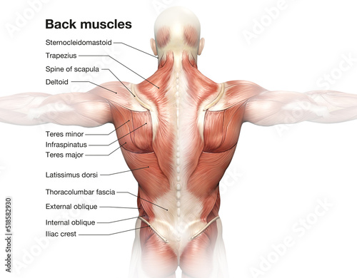 Back muscles. Superficical muscles. Labeled 3D illustration. White background photo