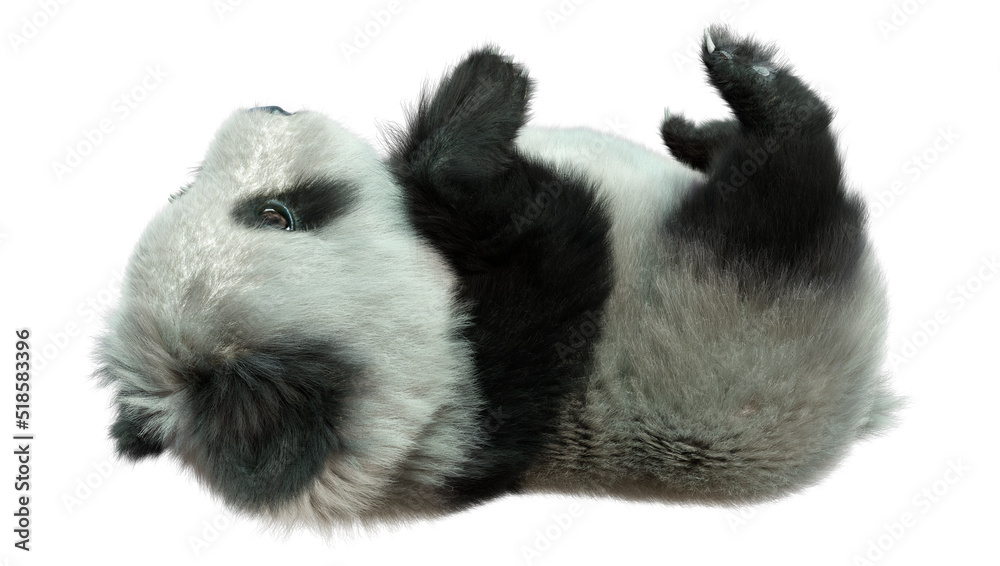 Obraz premium 3D Rendering Panda Bear on White