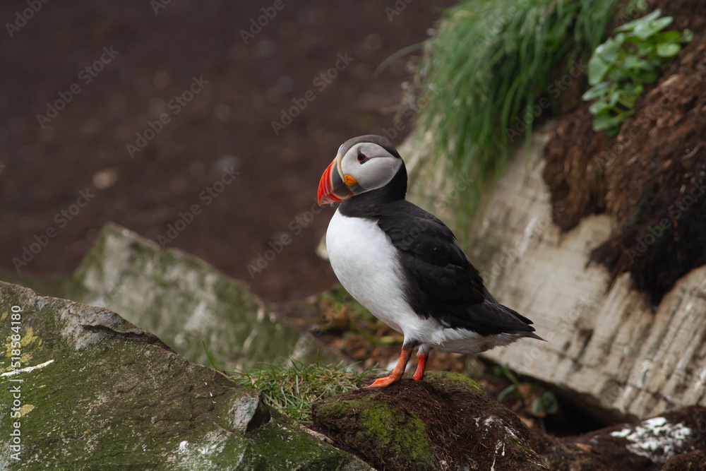 Fototapeta premium Maskonur Puffin